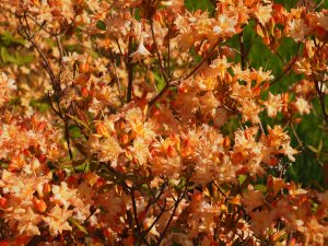 Azalea ‘Maja’