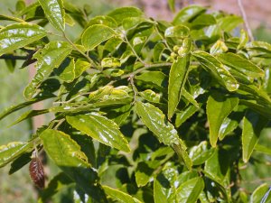 Celtis tetandra