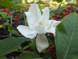 Magnolia ‘Charlie Coates’