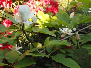Magnolia ‘Charlie Coates’
