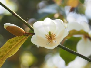 Magnolia laevifolia ‘Michelle’