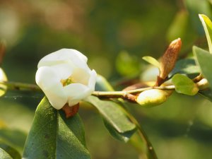 Magnolia laevifolia ‘Michelle’