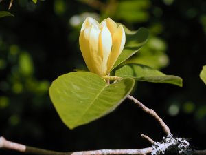 Magnolia ‘Maxine Merrill’