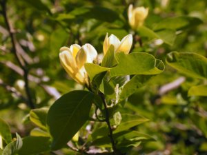 Magnolia ‘Maxine Merrill’
