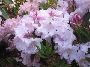 Rhododendron ‘Van Nee Sensation’