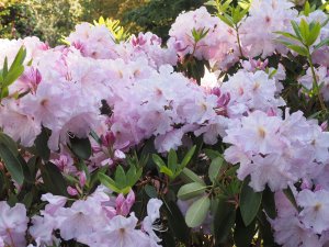 Rhododendron ‘Van Nee Sensation’