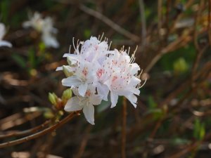 Rhododendron yunnanense
