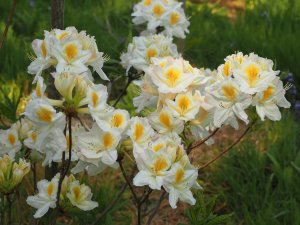 Azalea ‘Persil’