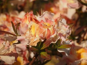 Azalea ‘Silver Slipper’