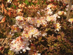 Azalea ‘Silver Slipper’