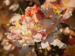 Azalea ‘Silver Slipper’