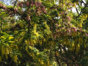 Laburnocytisus ‘Adamii’