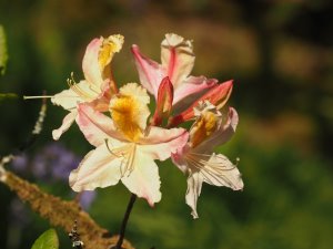 ancient clump of deciduous azaleas