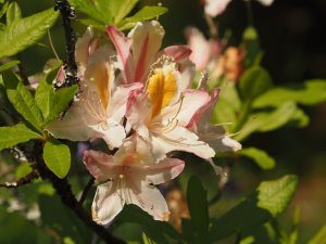 ancient clump of deciduous azaleas