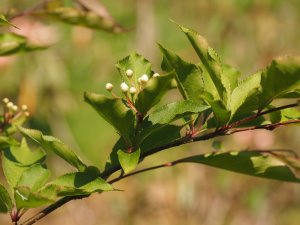 Photinia parvifolia