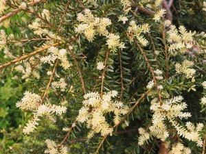 Podocarpus lawrencei ‘Purple King’