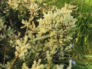 Podocarpus lawrencei ‘Purple King’