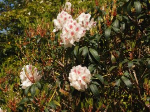 Rhododendron ‘Mrs Lionel de Rothschild’