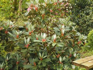 good new growth on the big leaf rhodos