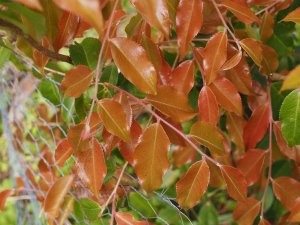 Camellia yunnanensis