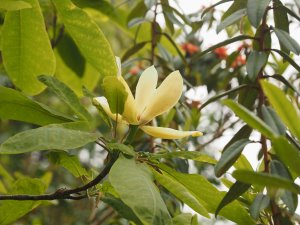 Magnolia fraseri var. pyramidata