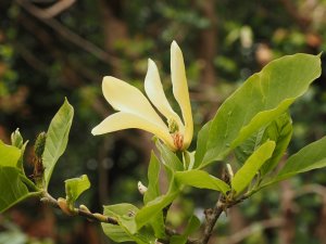 Magnolia ‘Golden Goblet’