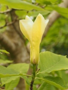 Magnolia ‘Golden Goblet’