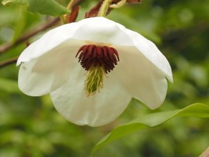 Magnolia ‘Jersey Belle’