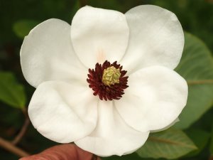Magnolia ‘Jersey Belle’
