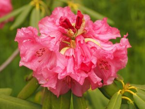 Rhododendron ‘Bobolink’