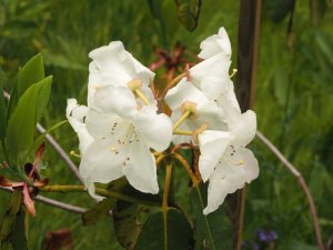 Rhododendron griffithianum