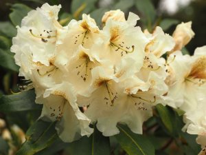 Rhododendron ‘Lemon Meringue’