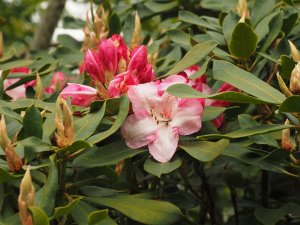 Rhododendron ‘Lem’s Monarch’