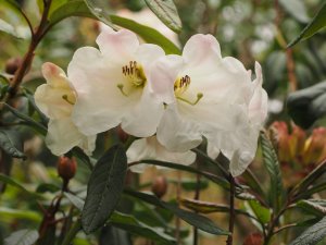 Rhododendron lindleyi