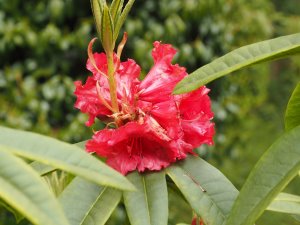 Rhododendron ‘Taurus’