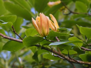 Magnolia ‘Judy Zuk’