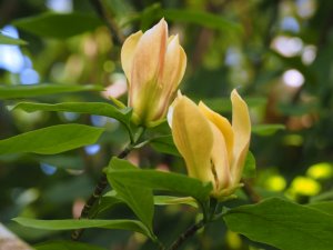 Magnolia ‘Judy Zuk’