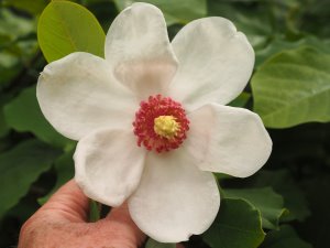 Magnolia sieboldii