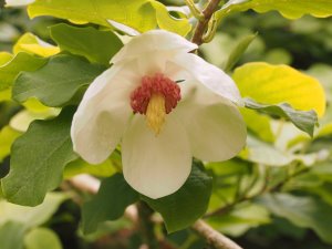 Magnolia sieboldii