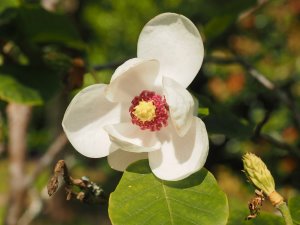 Magnolia sieboldii ‘Mishiko Renge’