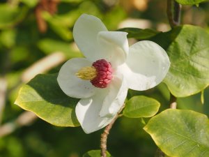 Magnolia sieboldii ‘Mishiko Renge’