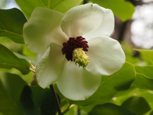 Magnolia sieboldii ‘Pride of Norway’