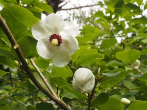 Magnolia sieboldii ‘Pride of Norway’