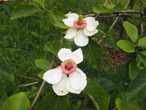 Magnolia x wieseneri
