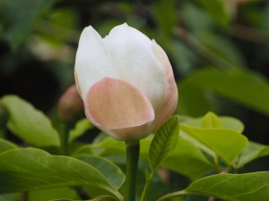 Magnolia x wieseneri
