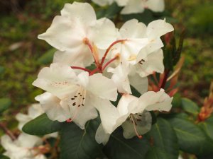Rhododendron ‘Crest’