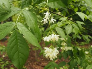 Staphylea colchica