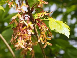 Acer rubrum ‘Red Sunset’