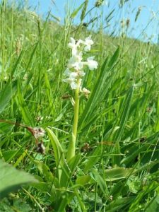 Early Pink Orchid