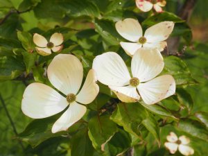 Cornus ‘Venus’
